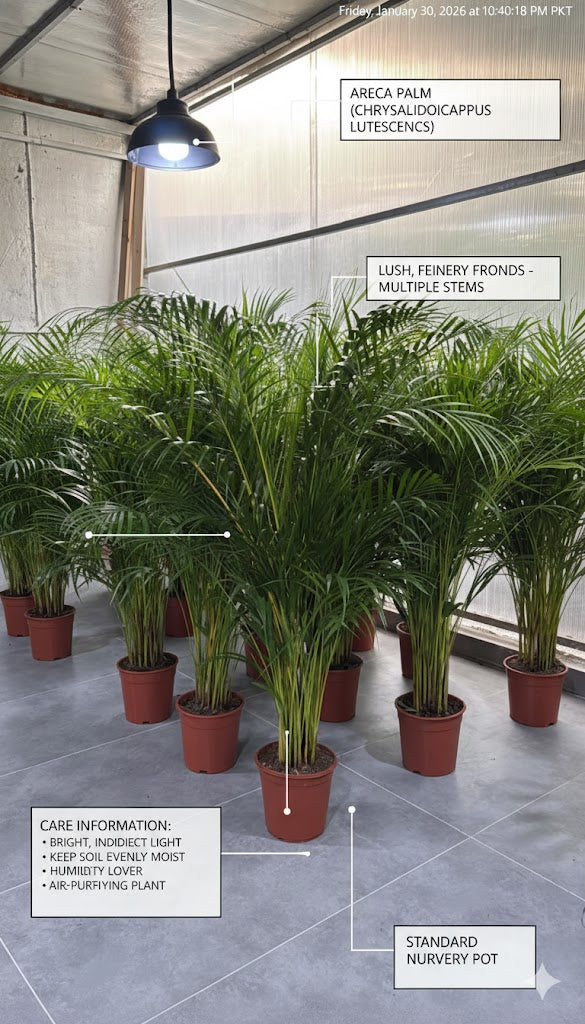 🌿Areca Palm (Golden Cane Palm) – Lush Indoor & Outdoor Air-Purifying Plant