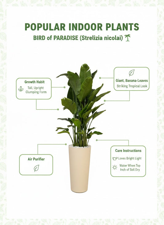 🌿Bird of Paradise (Strelitzia) – Luxury Tall Indoor Plant for Modern Spaces