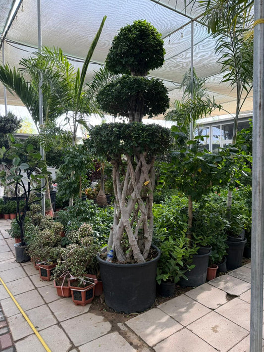 🌿 Mature Potted Olive Tree (Approx. 2.1m Height) – Premium Mediterranean Statement Plant