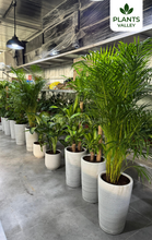 Bundle of 10 Potted Indoor Home & Office Plants (Holland Plants)