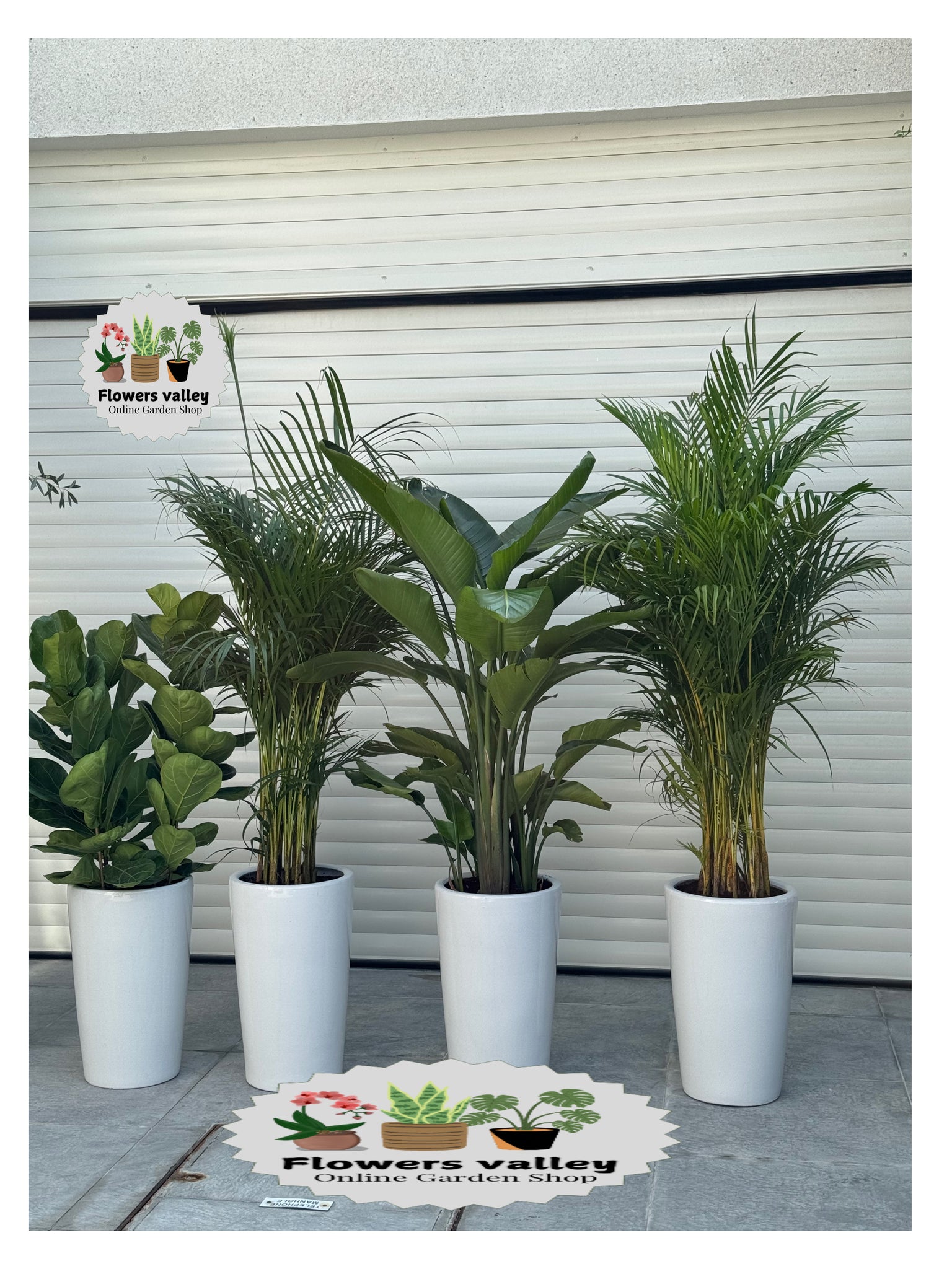 Bundle of 4 indoor plants with pots