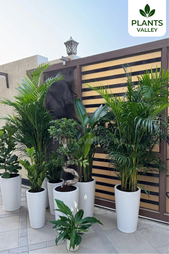 Bundle of 8 Indoor potted plants