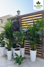 Bundle of 8 Indoor potted plants