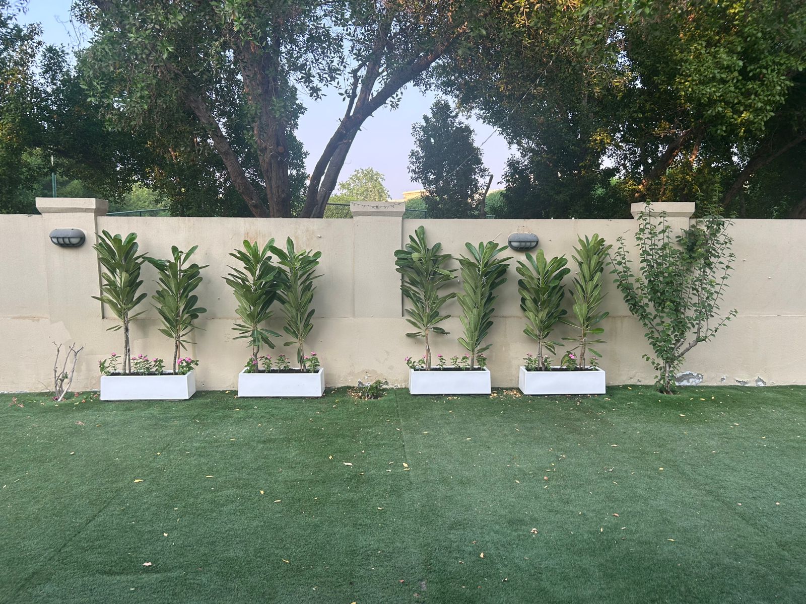 Fiberglass Planter Box + 2 Plumeria (1.5 m) Each