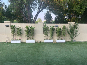 Fiberglass Planter Box + 2 Plumeria (1.5 m) Each