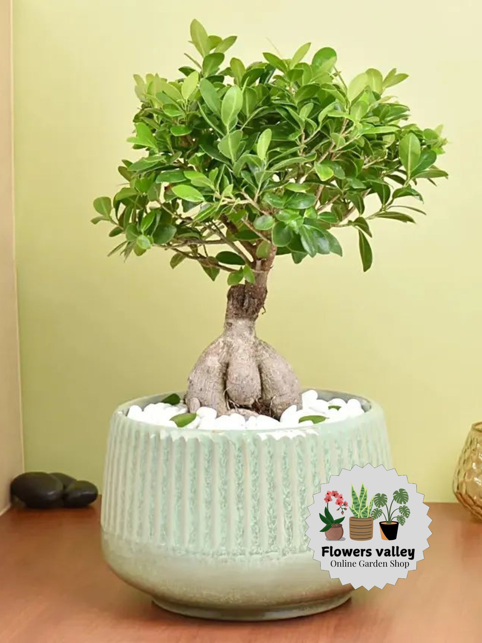 Table Bonsai
