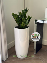 Bundle of 4 plants with pots .