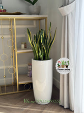 Bundle of 4 plants with pots .