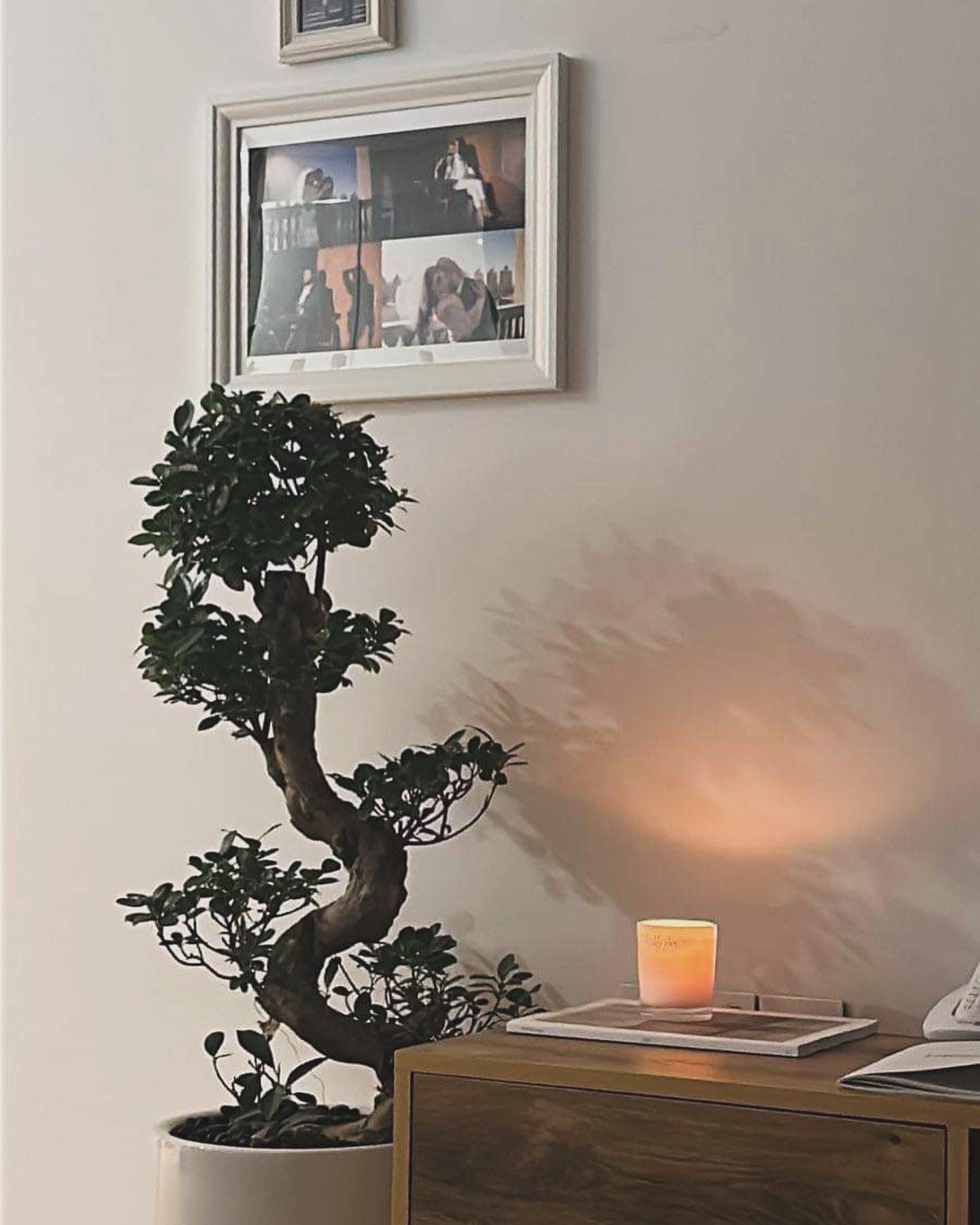 S shape Bonsai with pot