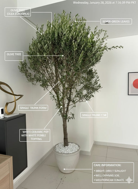 🌿Indoor Olive Tree (Olea Europaea) – Elegant Mediterranean Potted Tree