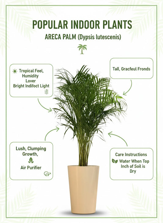 🌿Areca Palm – Elegant Tall Indoor Palm for Homes & Offices