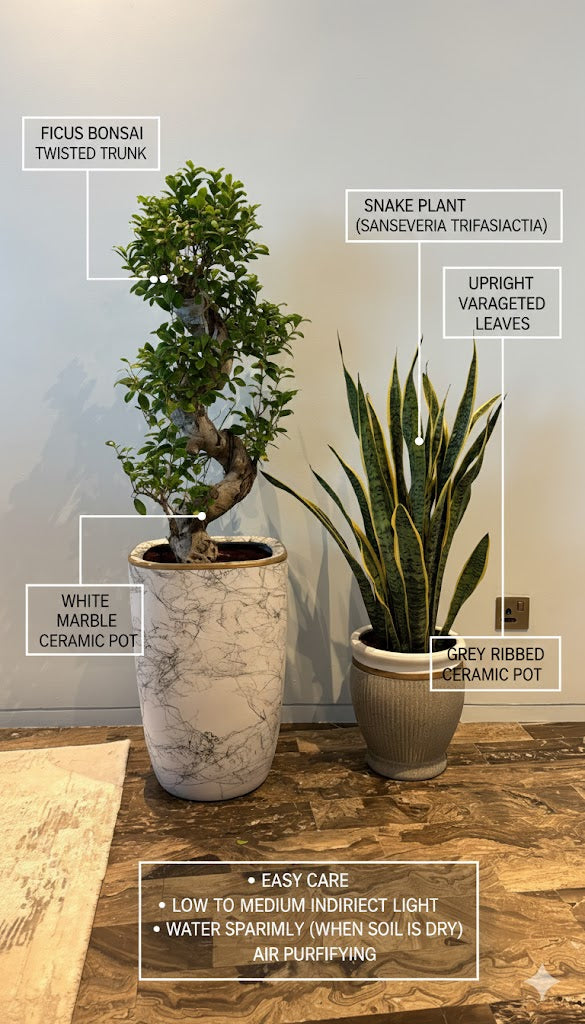 🌿Luxury Indoor Plant Combo – Twisted Ficus Bonsai & Snake Plant in Designer Pots