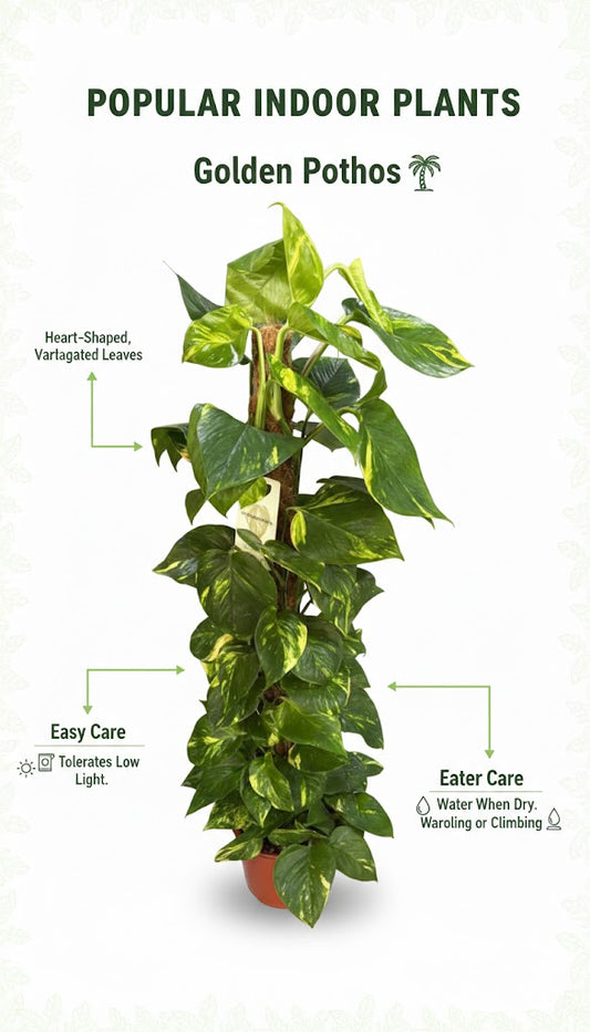 Golden Money Plant (Pothos) on Moss Stick – Lush Climbing Indoor Plant