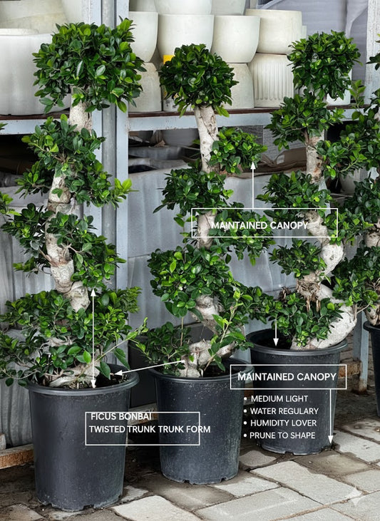 🌿Mature Twisted Ficus Bonsai Tree – Sculpted Indoor Statement Plant