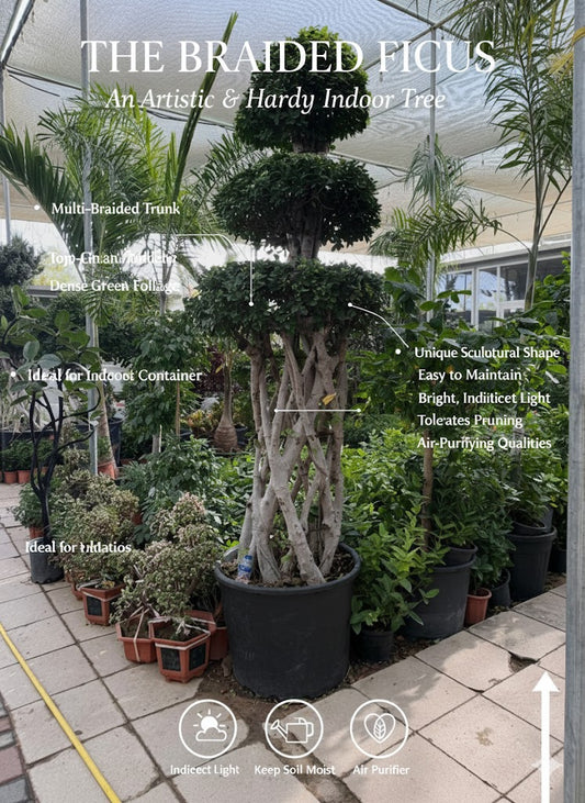 🌿 Mature Potted Olive Tree (Approx. 2.1m Height) – Premium Mediterranean Statement Plant