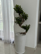 S Shape Bonsai with Pot