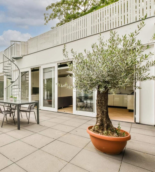 🌿Mature Olive Tree (Olea Europaea) – Premium Outdoor & Patio Statement Plant