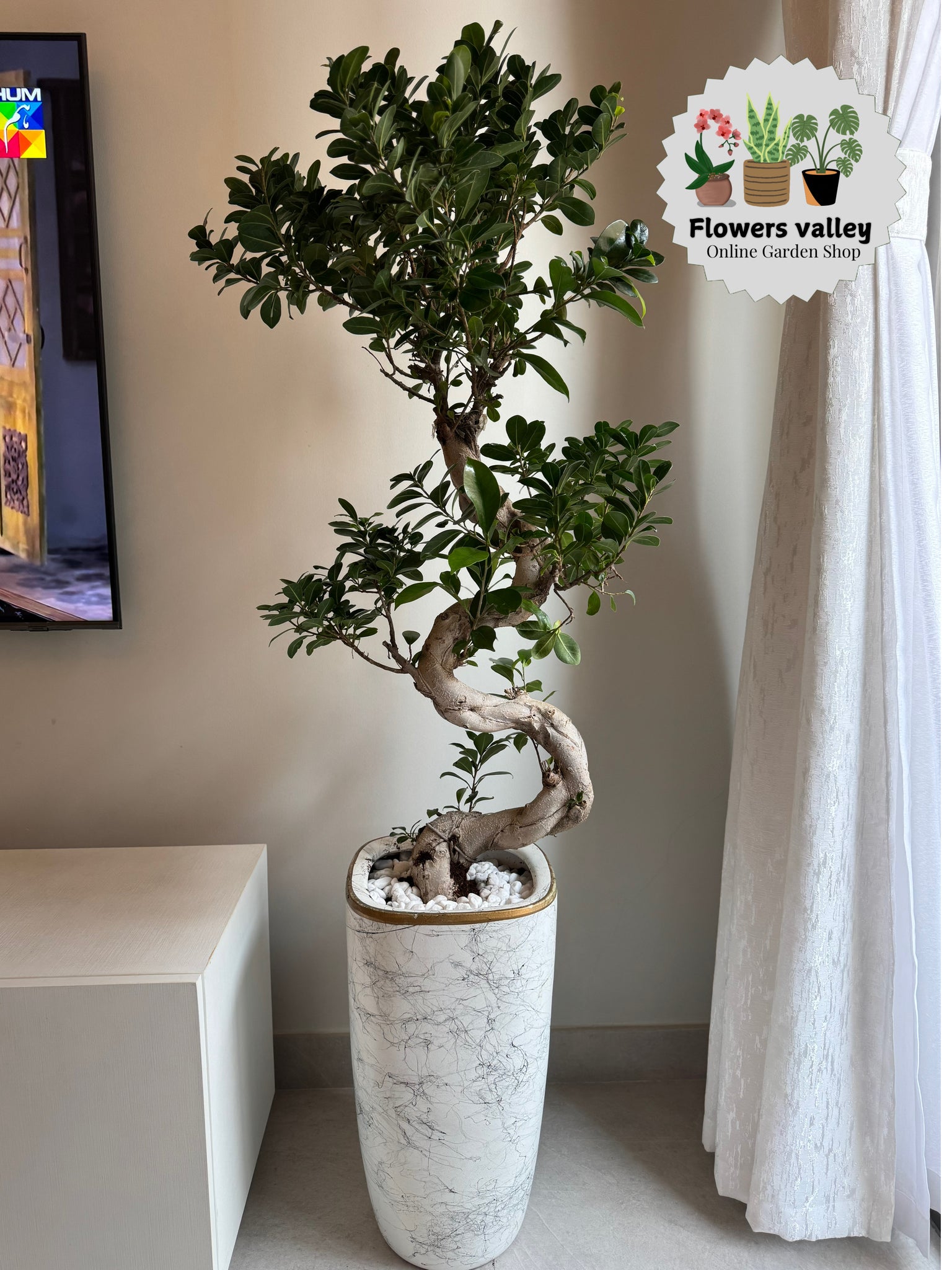 Bonsai plant with pot