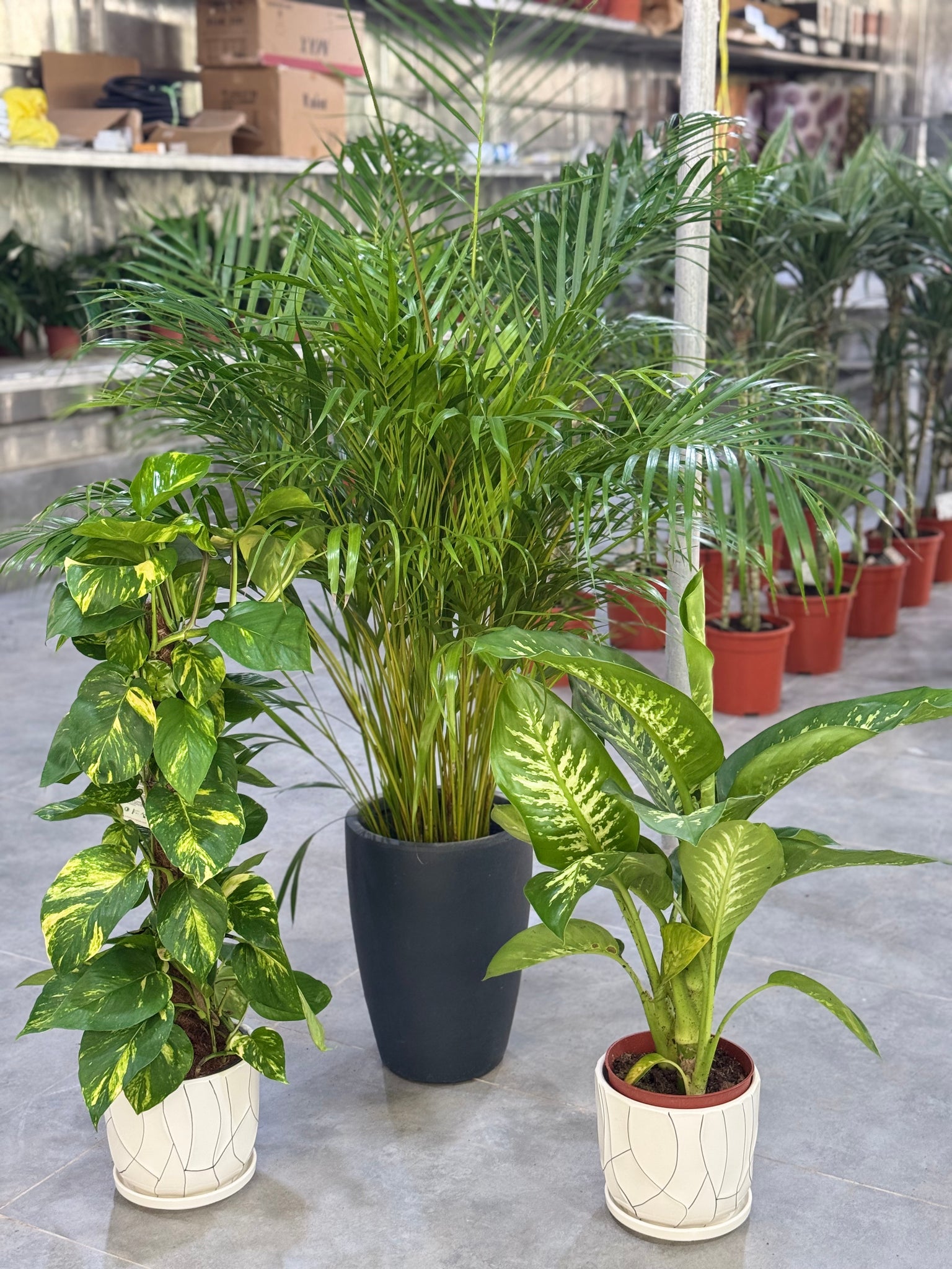 Bundle of 3 Holland plants with pots