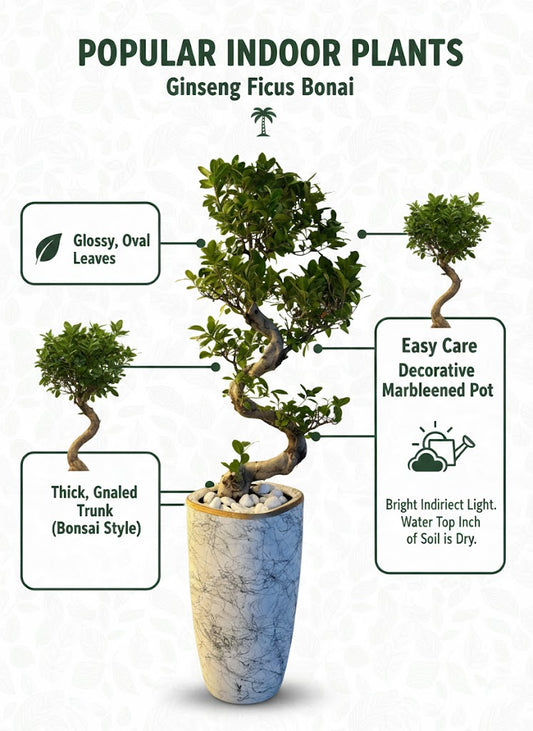 🌿Elegant S-Curve Ficus Bonsai Tree in Modern White Pot – Premium Indoor Statement Plant