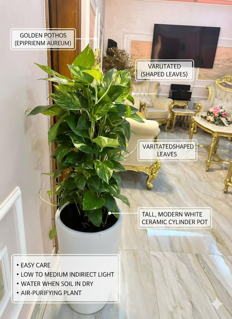 🌿 Golden Pothos Tower Plant – Elegant Indoor Air-Purifying Greenery