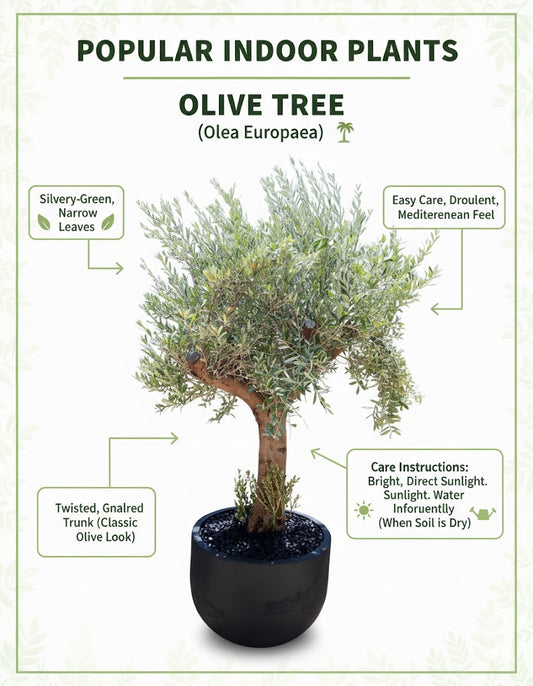 🌿 Mature Olive Tree (Olea Europaea) – Luxury Indoor & Outdoor Statement Plant
