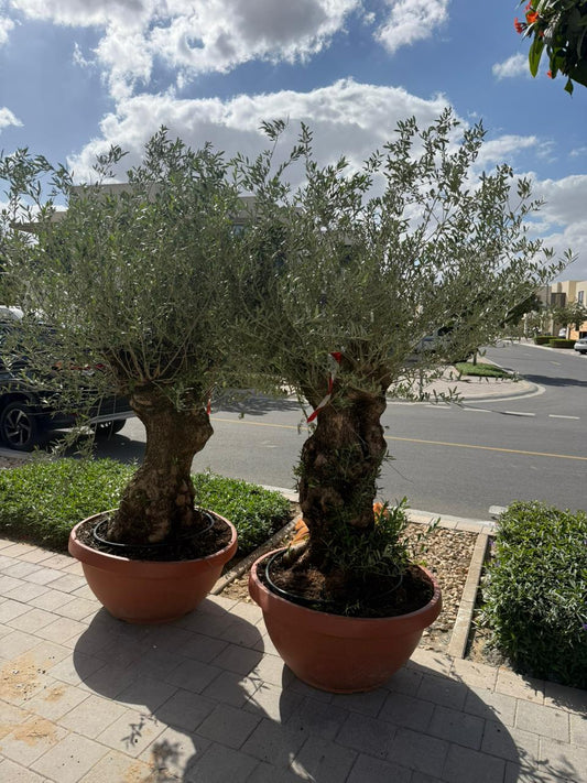 🌿Twin Mature Olive Trees – Premium Mediterranean Outdoor Statement Plants