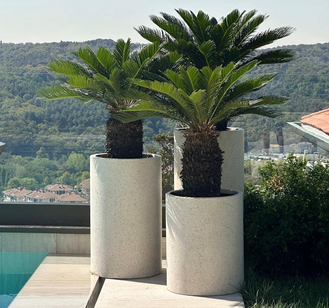 Cycus palm (Sago palm)