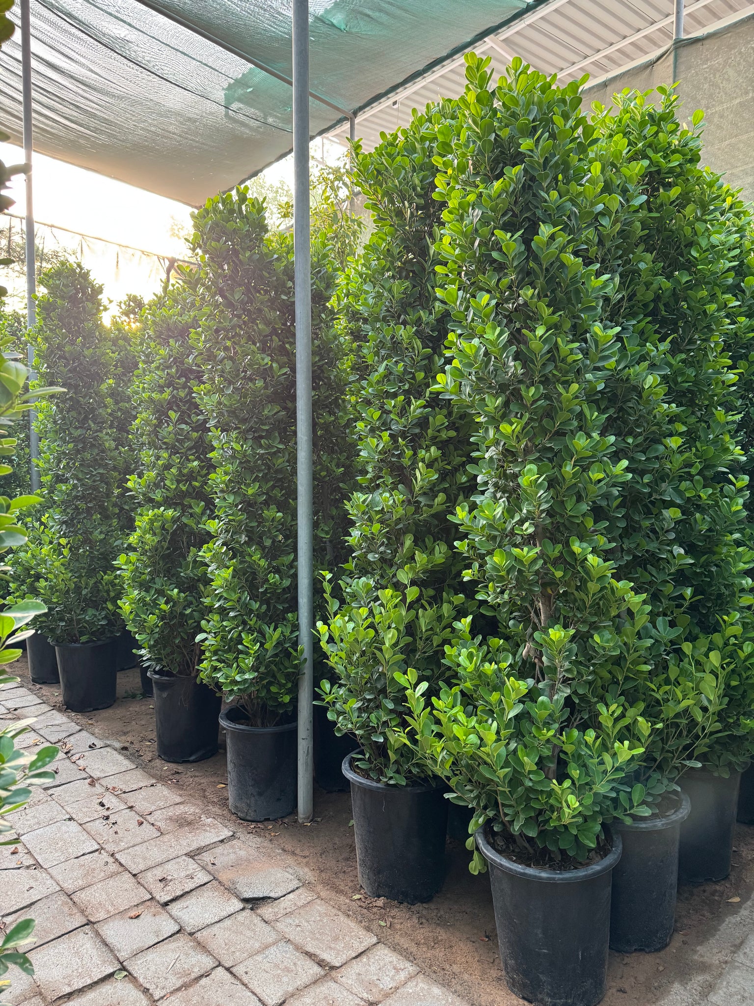 Ficus panda above 2 Meter