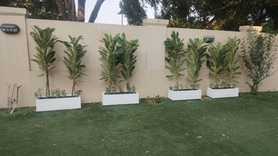 Fiberglass Planter Box + 2 Plumeria (1.5 m) Each