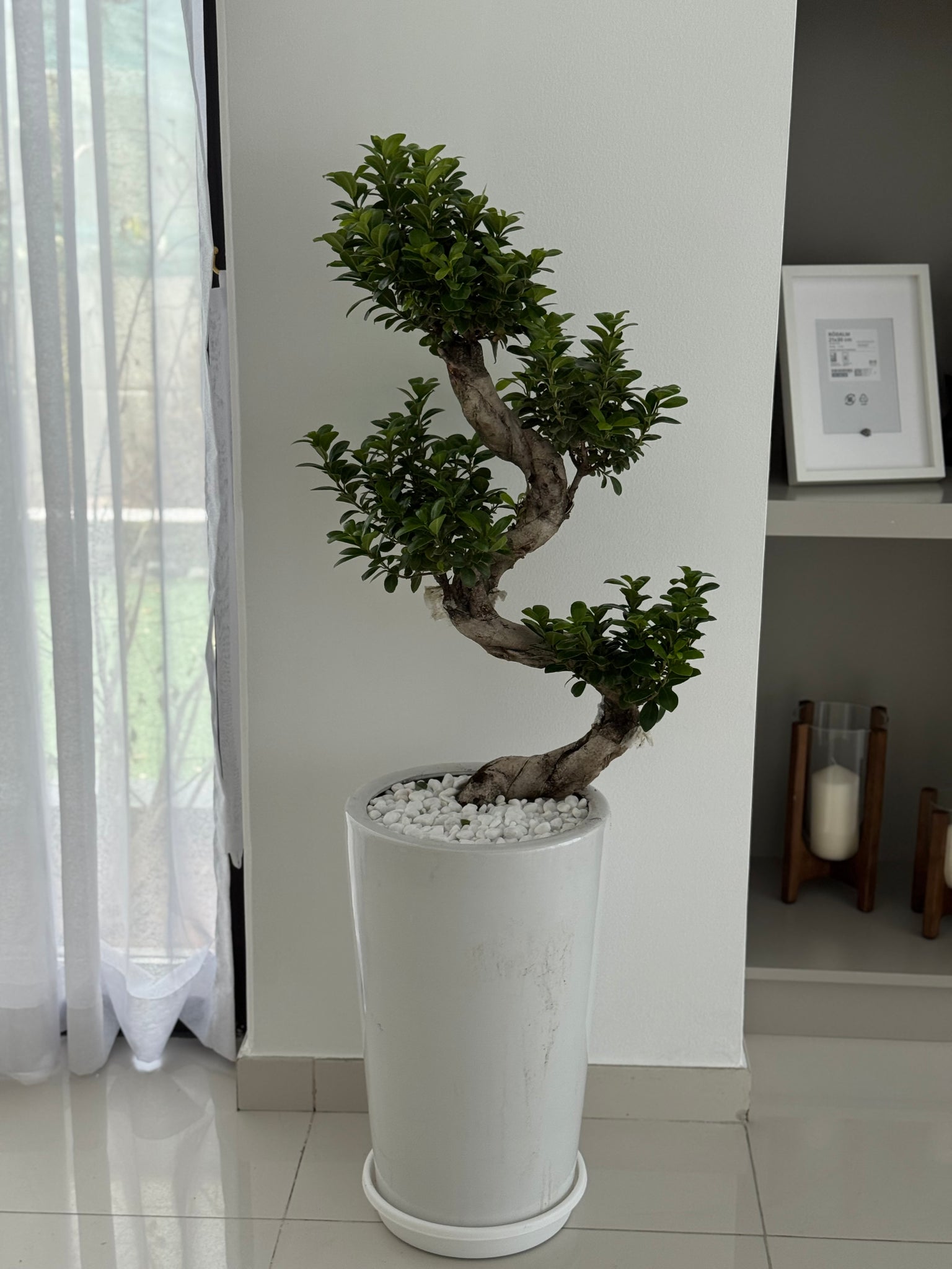 S Shape Bonsai with Pot