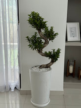 S Shape Bonsai with Pot