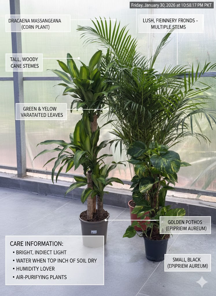 🌿Premium Indoor Green Plant Combo – Dracaena, Areca Palm & Golden Pothos