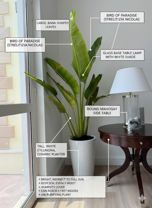 🌿 Monstera Deliciosa Floor Plant – Luxury Indoor Statement Greenery