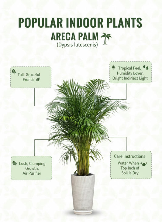 🌿Areca Palm – Elegant Indoor Palm Plant for Homes & Offices