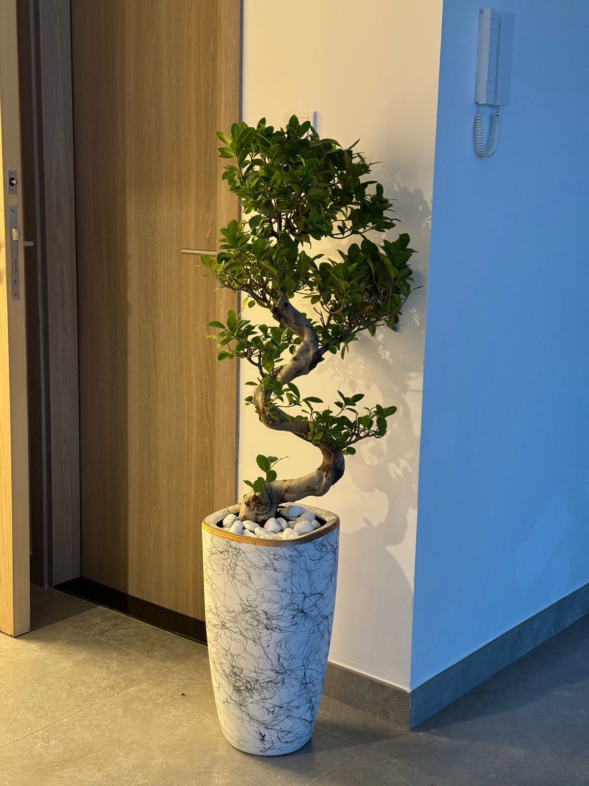 🌿Luxury Twisted Bonsai Tree in Marble-Finish Floor Planter