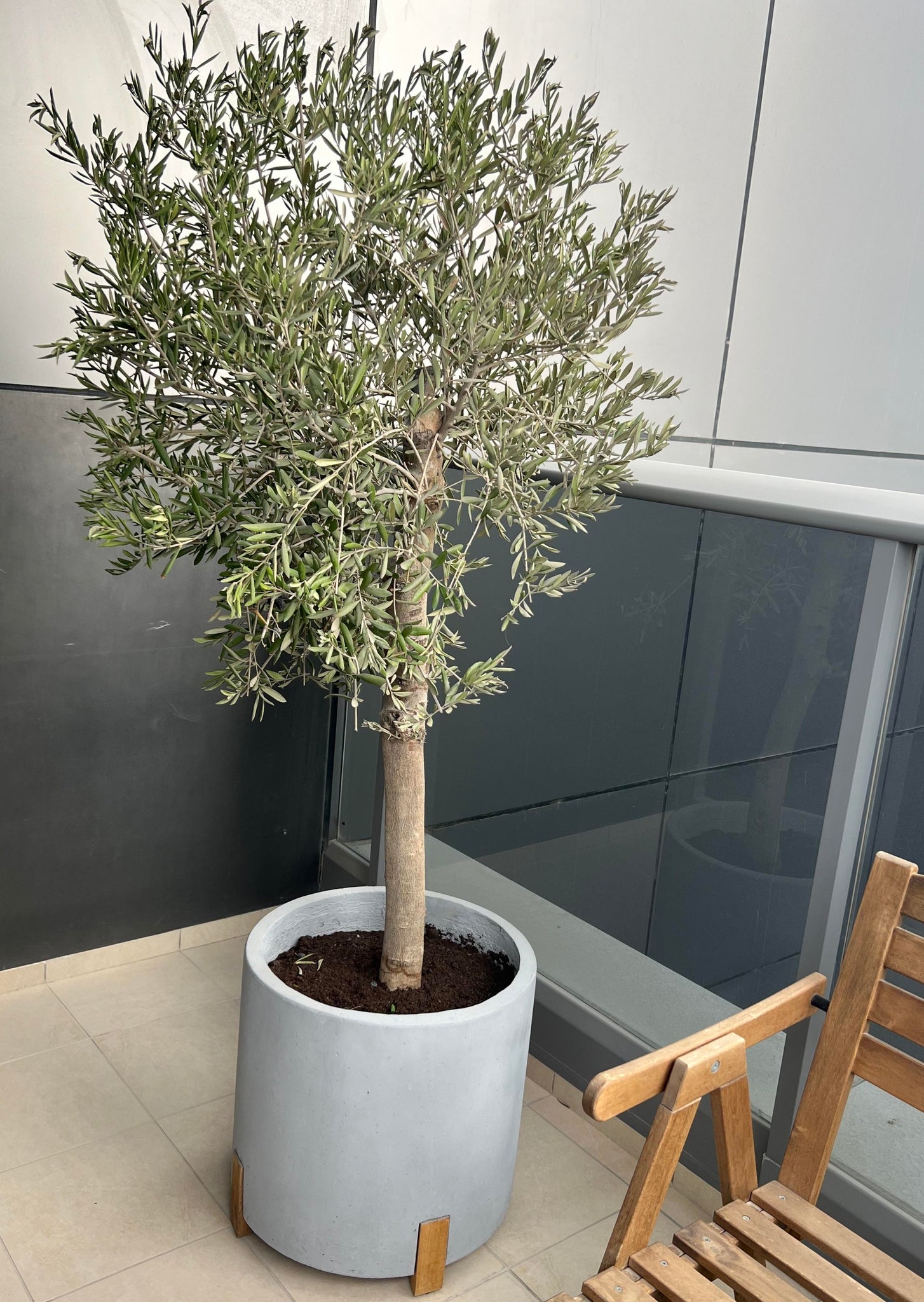 Olive tree with fiberclay pot