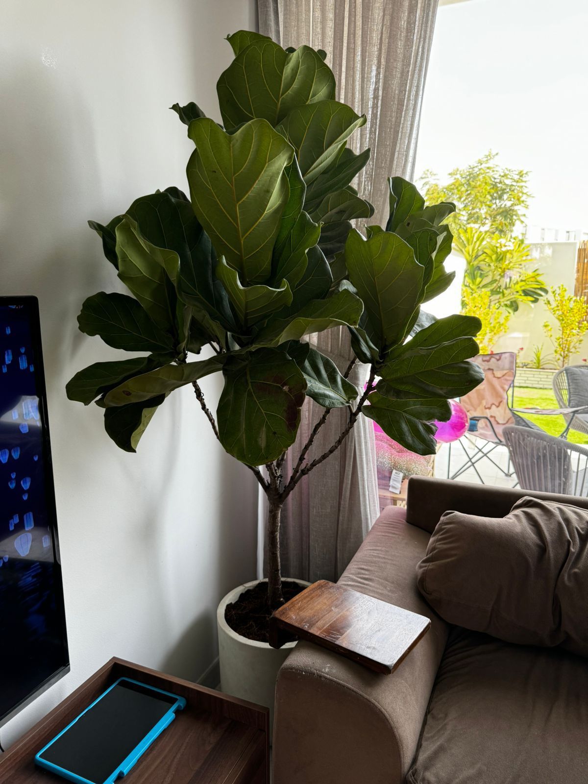 🌿Fiddle Leaf Fig (Ficus Lyrata) Indoor Floor Plant in Modern Pot – Luxury Green Statement
