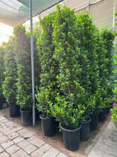Ficus panda above 2 Meter