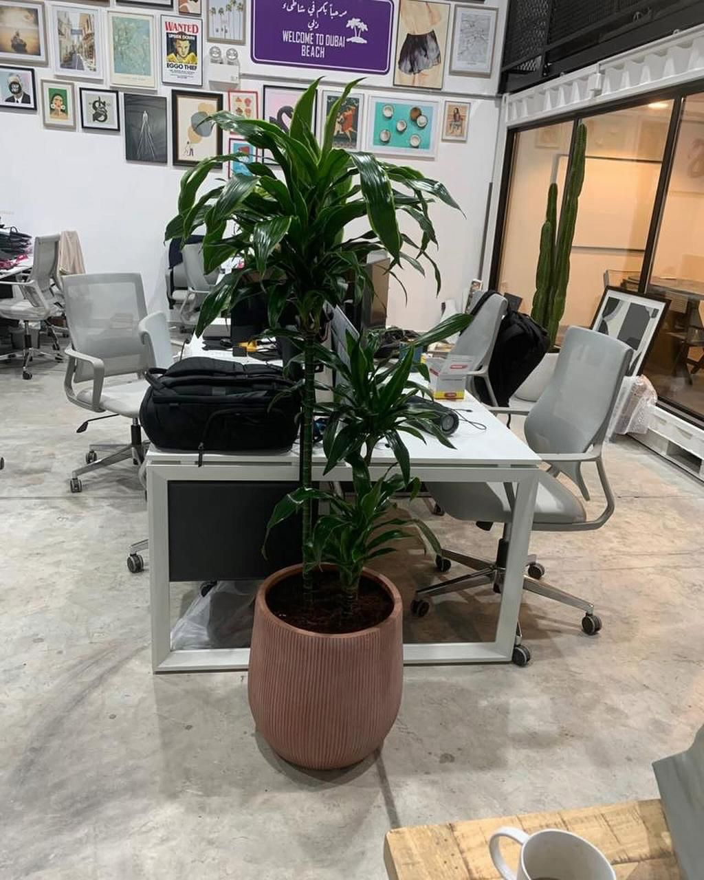 🌿Dracaena Compacta Indoor Floor Plant – Elegant Green Accent for Home & Office