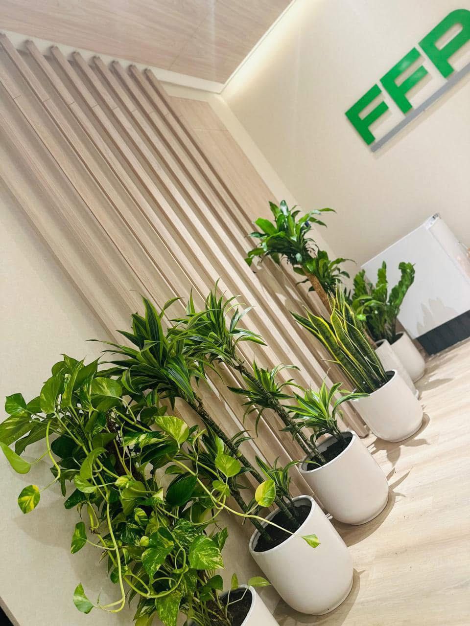 🌿Modern Office Indoor Plant Collection in White Ceramic Planters