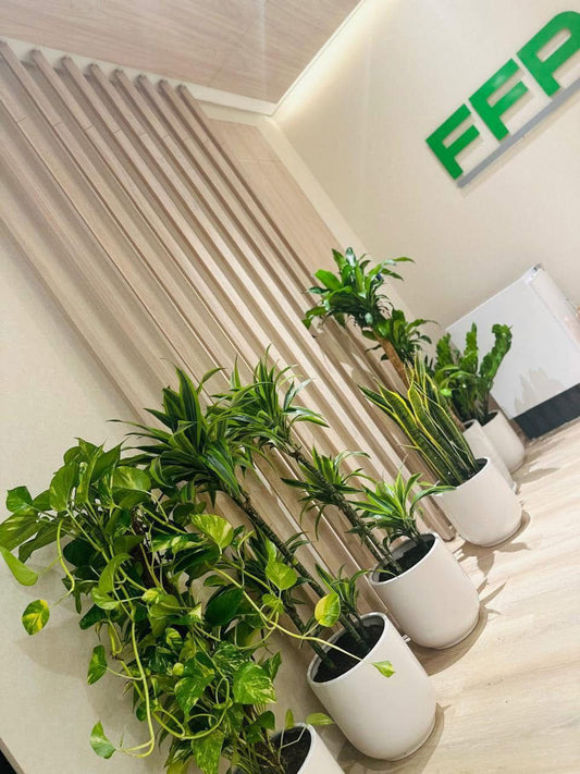 🌿Modern Office Indoor Plant Collection in White Ceramic Planters