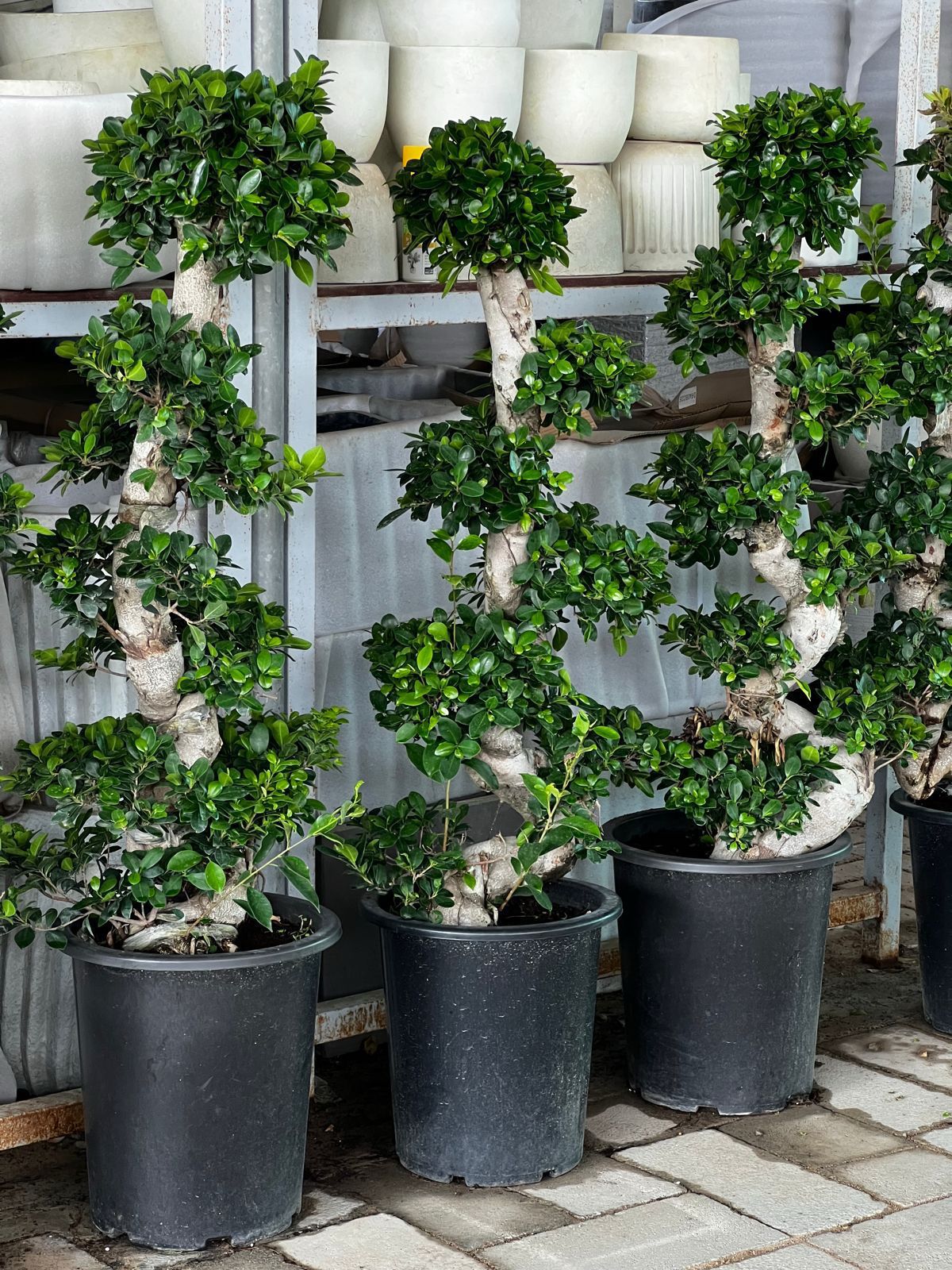 🌿Mature Twisted Ficus Bonsai Tree – Sculpted Indoor Statement Plant