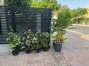 Bundle of 5 outdoor plants