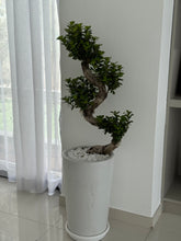 S Shape Bonsai with Pot