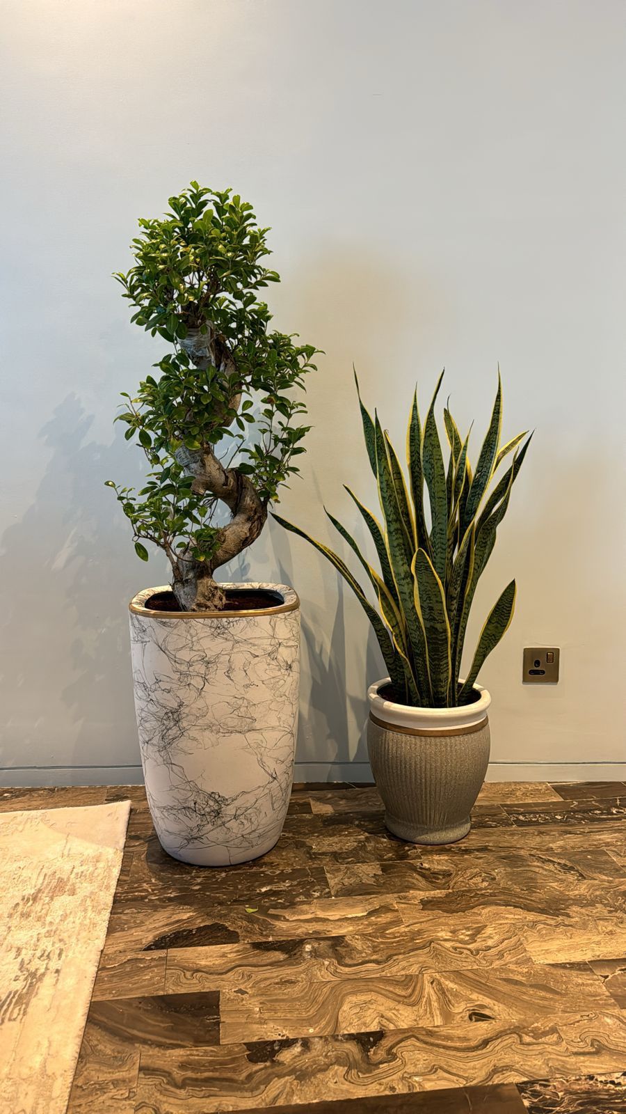 🌿Luxury Indoor Plant Combo – Twisted Ficus Bonsai & Snake Plant in Designer Pots
