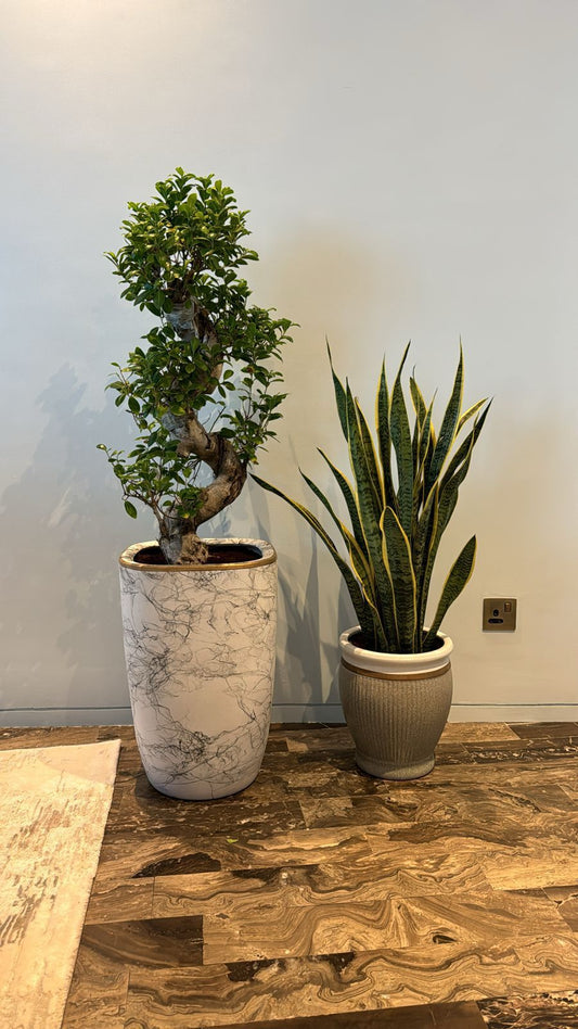 🌿Luxury Indoor Plant Combo – Twisted Ficus Bonsai & Snake Plant in Designer Pots