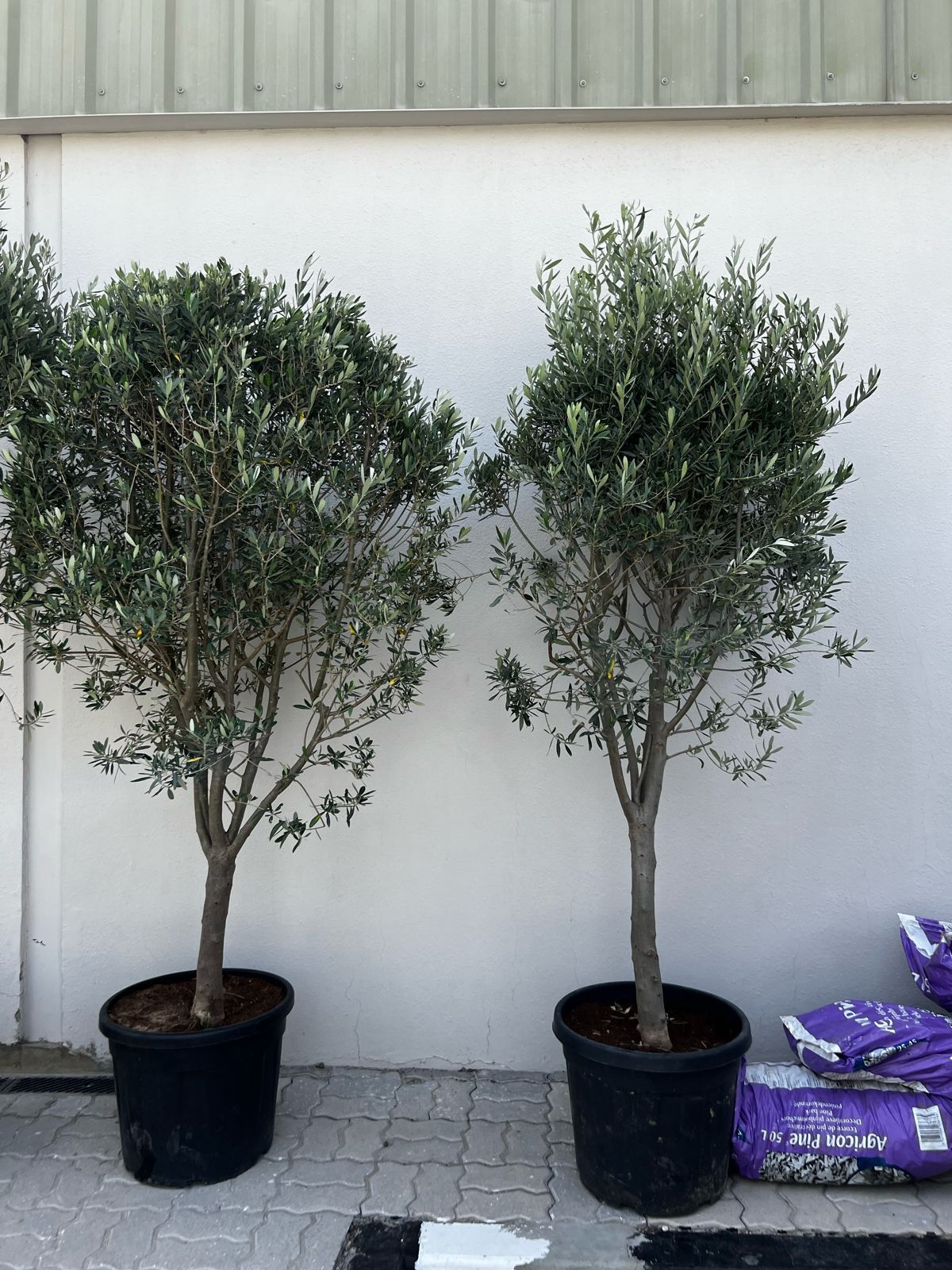 🌿Olive Tree (Olea Europaea) Outdoor & Indoor Plant in Pot – Timeless Mediterranean Elegance