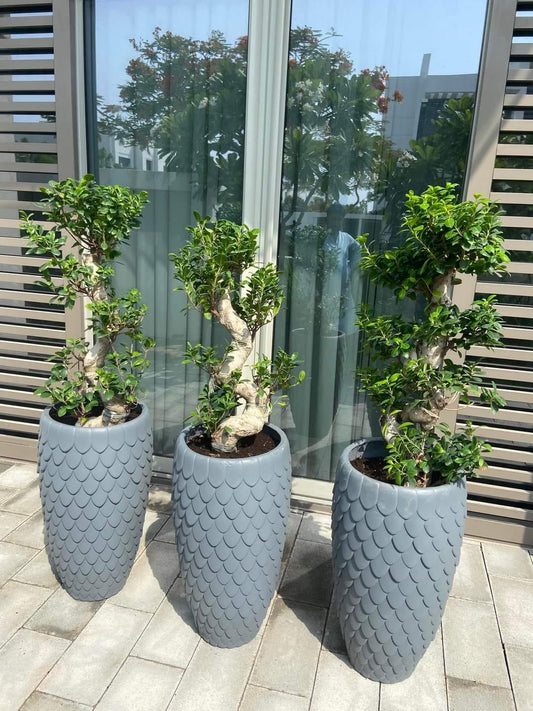 🌿Twisted Ficus Bonsai Tree in Designer Pot – Premium Outdoor & Indoor Statement Plant