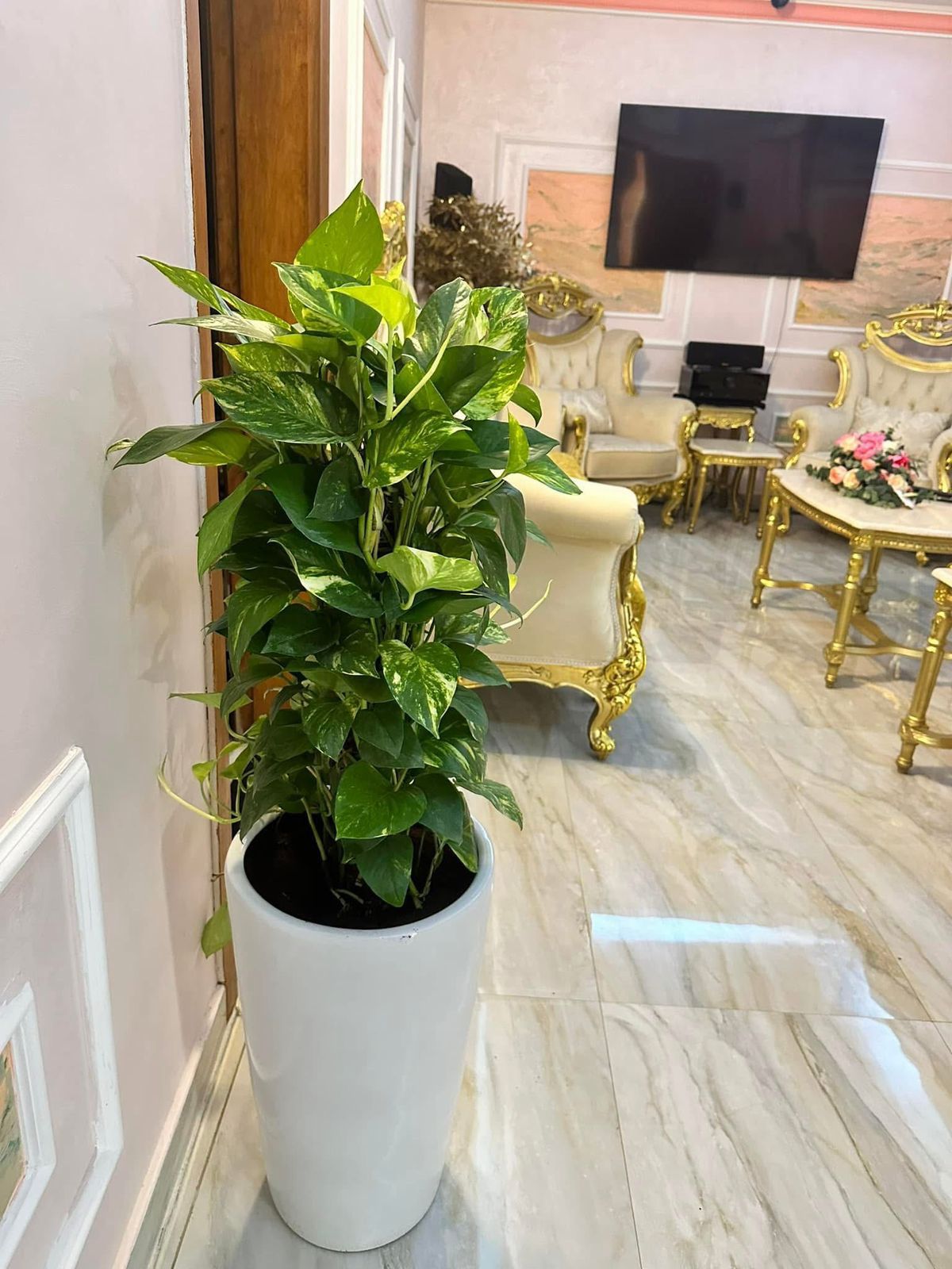 🌿 Golden Pothos Tower Plant – Elegant Indoor Air-Purifying Greenery